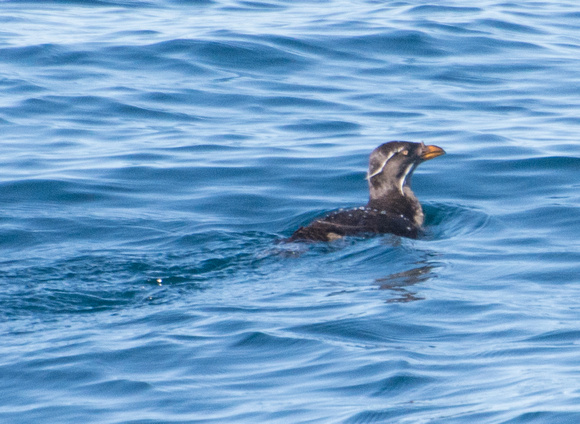 Rhinoceros Auklet - Cerorhinca monocerata