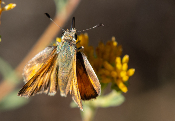 Woodland skipper - Ochlodes sylvanoides