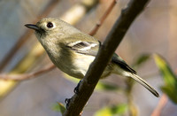 Hutton's Vireo - Vireo huttoni