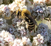 Cellophane bee - Colletes selvini