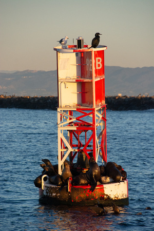 California sea lion - Zalophus californianus