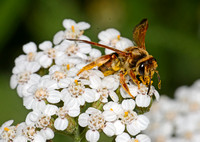 Mining bee 1  - Andrena sp.