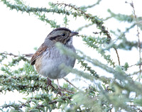 Swamp Sparrow - Melospiza georgiana