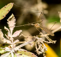 Limoniid crane fly - Limonia sp.  (subgenus Geranomyia)