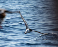 Buller's Shearwater - Ardenna bulleri