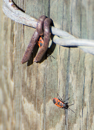 red bug - Scantius aegyptius