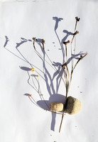 Vignettes  with shadows from garden scraps