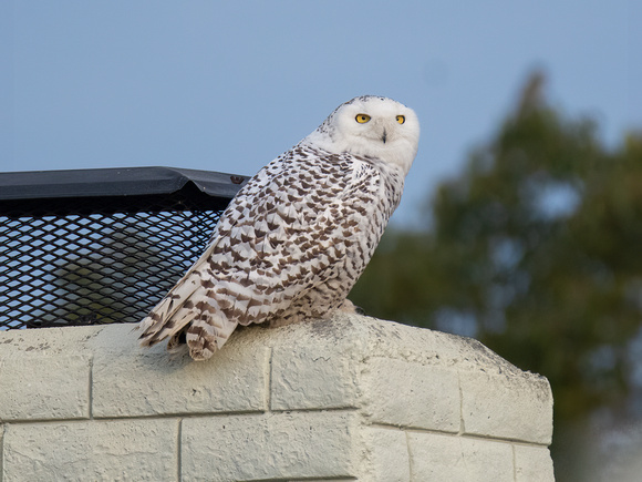 Snowy Owl - Bubo scandiacus