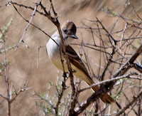 Ash-throated Flycatcher - Myiarchus cinerascens