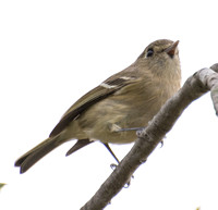 Hutton's Vireo - Vireo huttoni
