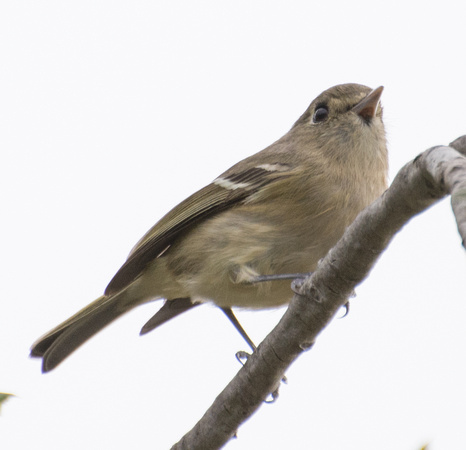 Hutton's Vireo - Vireo huttoni
