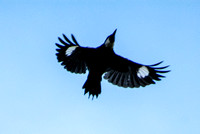 Acorn Woodpecker - Melanerpes formicivorus