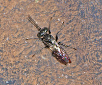 Sand wasp 2 - Tachysphex sp.