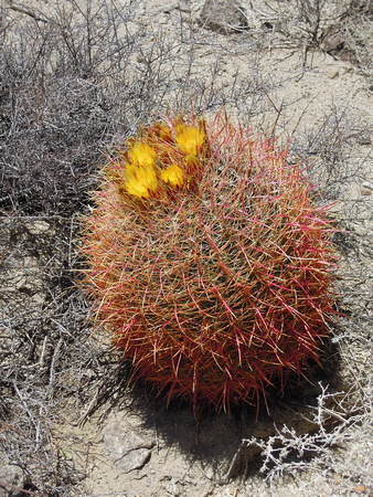 Barrel Cactus - Ferocactus sp.
