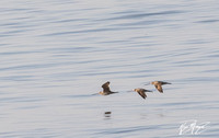 Marbled Godwit - Limosa fedoa