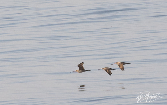 Marbled Godwit - Limosa fedoa