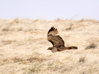 Red-tailed Hawk - Buteo jamaicensis