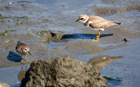 Least Sandpiper - Calidris minutilla, Semipalmated Plover - Char