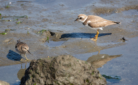 Least Sandpiper - Calidris minutilla, Semipalmated Plover - Char