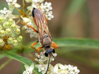 Great golden digger wasp -  Sphex ichneumoneus