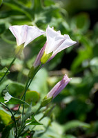 Morning Glory - Calystegia macrostegia