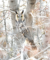 Long-eared Owl - Asio otus