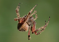 Orb weaver - Araneus gemma