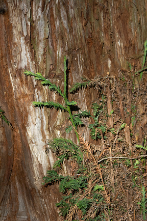 Coast Redwood - Sequoia sempervirens