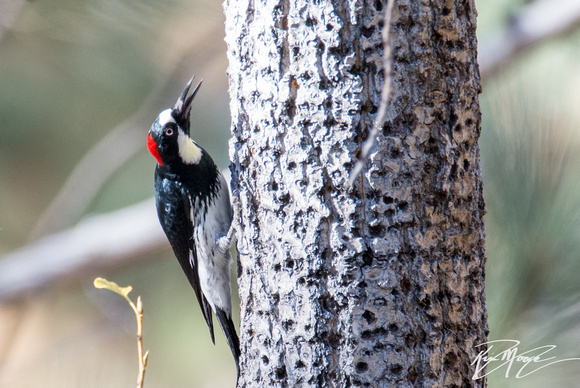 Acorn Woodpecker - Melanerpes formicivorus