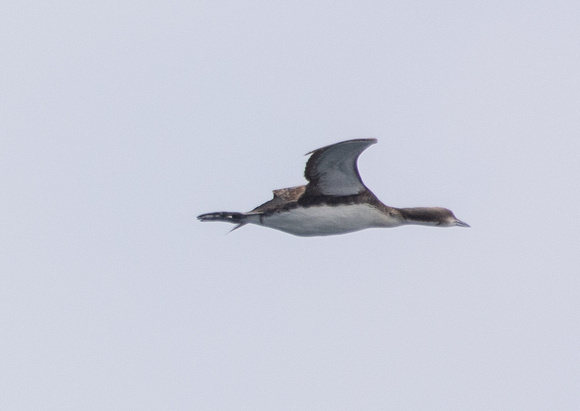 Pacific Loon - Gavia pacifica