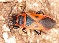 Red bug - Scantius aegyptius