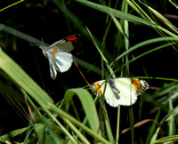 Sara orangetip - Antocharis sara