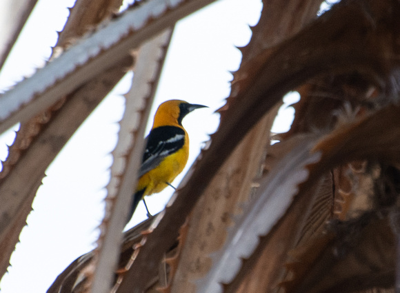 Hooded Oriole - Icterus cucullatus