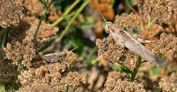 Gray bird grasshopper -Schistocera nitens