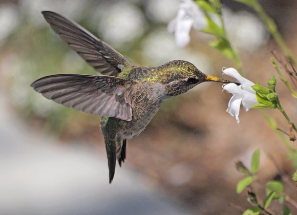 Anna's Hummingbird - Calypte anna