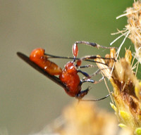 Braconid wasp 3 -  Lytopylus sp.