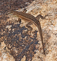 Desert Side-blotched Lizard - Uta stansburiana stejnegeri