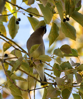 Cedar Waxwing - Bombycilla cedrorum