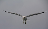 California Gull - Larus californicus