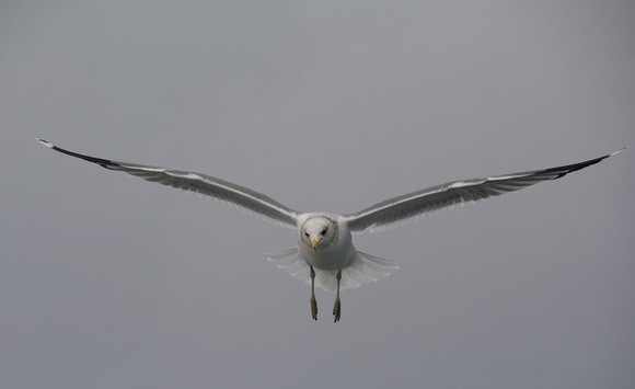 California Gull - Larus californicus