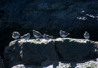 Surfbird - Calidris virgata