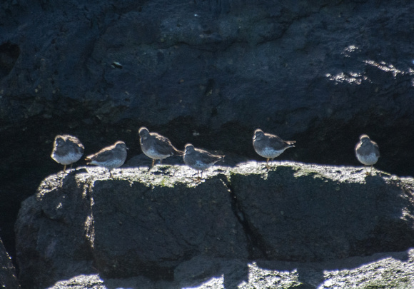 Surfbird - Calidris virgata