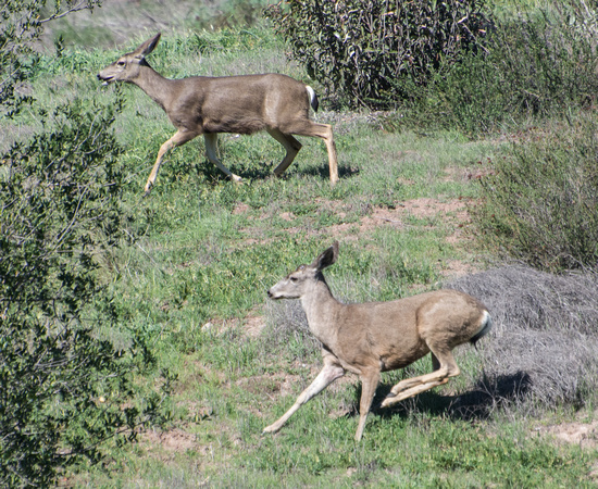 Mule Deer - Odocoileus hemionus