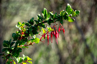 Fuchsia-flowered Gooseberry - Ribes speciosum