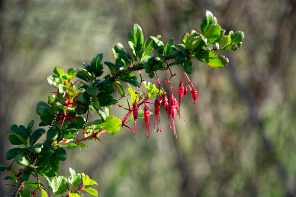 Fuchsia-flowered Gooseberry - Ribes speciosum