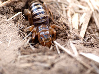 Jerusalem cricket - Ammopelmatus sp.