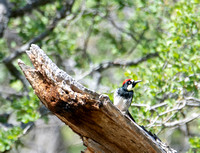 Acorn Woodpecker - Melanerpes formicivorus