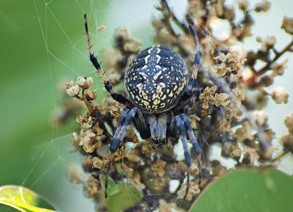 Western spotted orb weaver - Neoscona oaxacensis