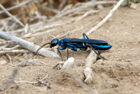 Steel-blue cricket hunter -Chlorion aerarium