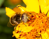 Common lagoon fly - Eristalinus aenus